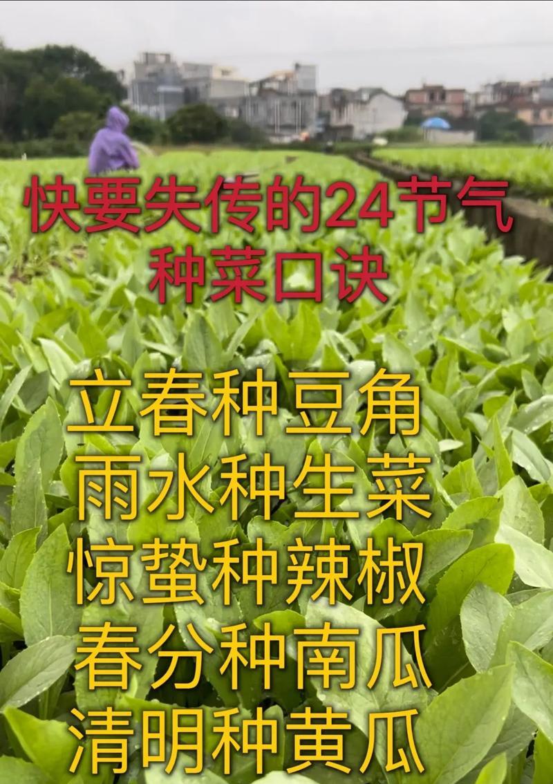 阳台种植茼蒿，轻松实现绿色生活（阳台绿色种植，迎接健康生活）-第2张图片-绿意生活