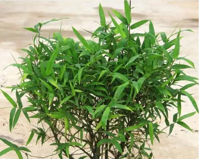 如何养殖小竹子，让其旺盛生长？（打造小竹子繁茂的技巧和经验分享）-第3张图片-绿意生活
