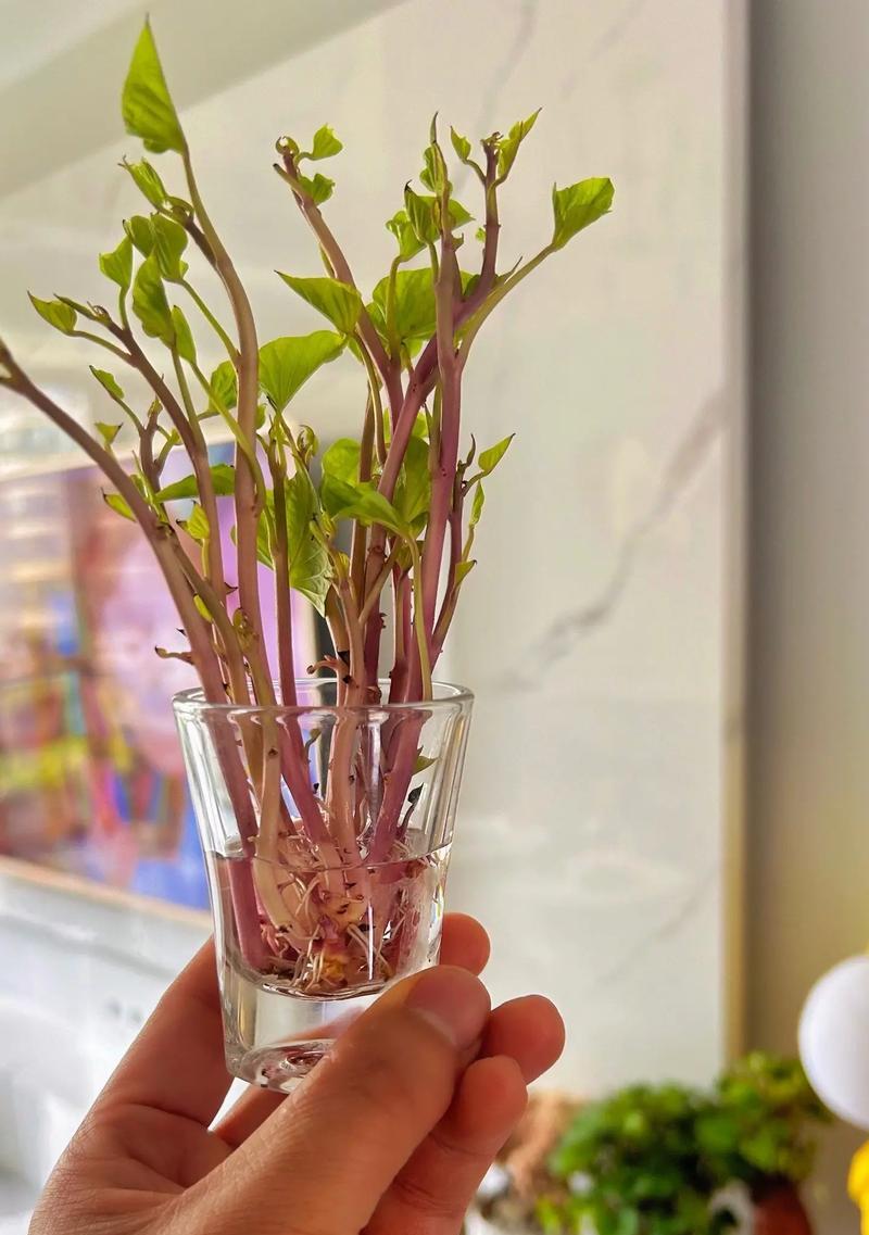 红薯——营养丰富的块茎植物（由来、分类、生长环境和营养价值）-第1张图片-绿意生活