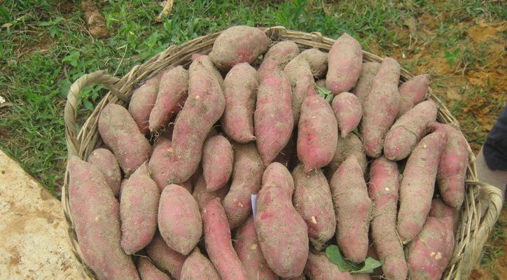 红薯——营养丰富的块茎植物（由来、分类、生长环境和营养价值）-第2张图片-绿意生活