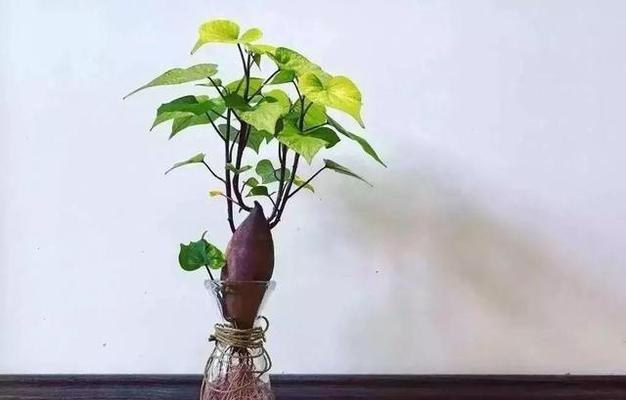 红薯——营养丰富的块茎植物（由来、分类、生长环境和营养价值）-第3张图片-绿意生活