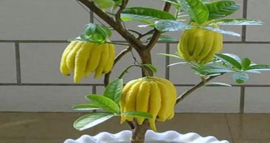 佛手适合种植的地方（探究佛手的栽培环境及种植方法）-第3张图片-绿意生活