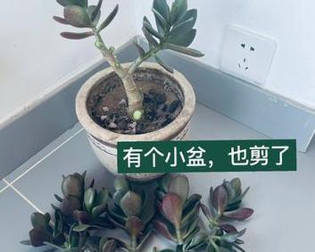 燕子掌修剪技巧（让你的燕子掌更加健康和美观）-第1张图片-绿意生活