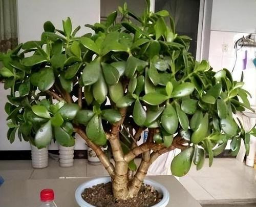 高盆花卉种植指南（选择适宜的植物，打造美丽高贵的花园）-第2张图片-绿意生活