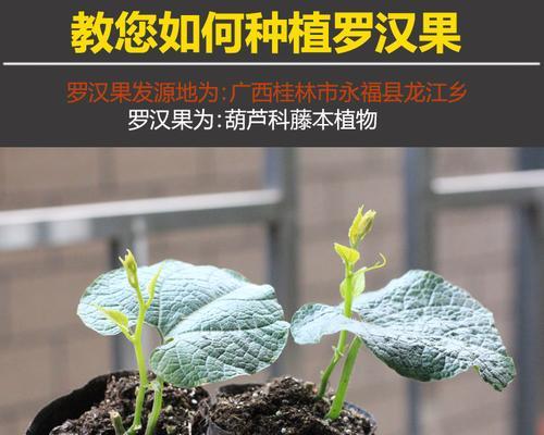 罗汉果盆景的养护方法（打造美丽又健康的罗汉果盆景）-第2张图片-绿意生活