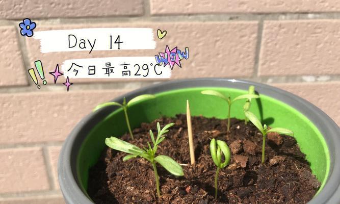 扶桑换盆时间表（如何确定扶桑的换盆时间？一个新手的指南）-第2张图片-绿意生活