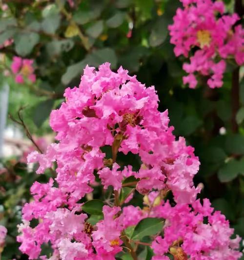 粉色花树，花团锦簇（盘点世界上最美的粉色花树）-第1张图片-绿意生活