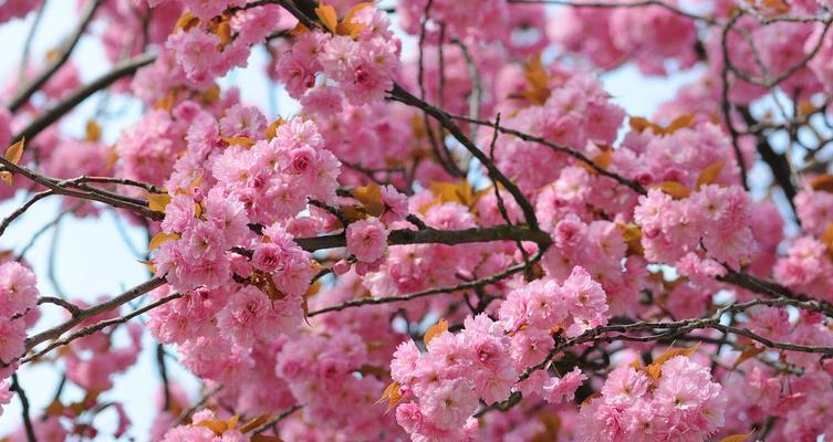 粉色花树，花团锦簇（盘点世界上最美的粉色花树）-第3张图片-绿意生活