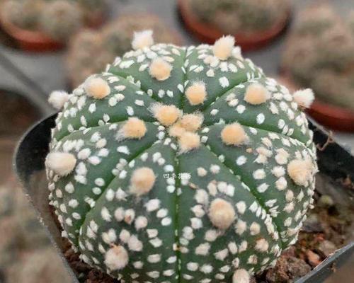 探究星兜开花周期（星兜开花时间及影响因素）-第1张图片-绿意生活