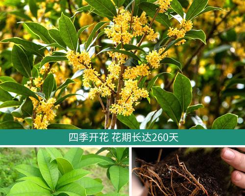 家庭养护指南（桂花养护的技巧和注意事项）-第3张图片-绿意生活