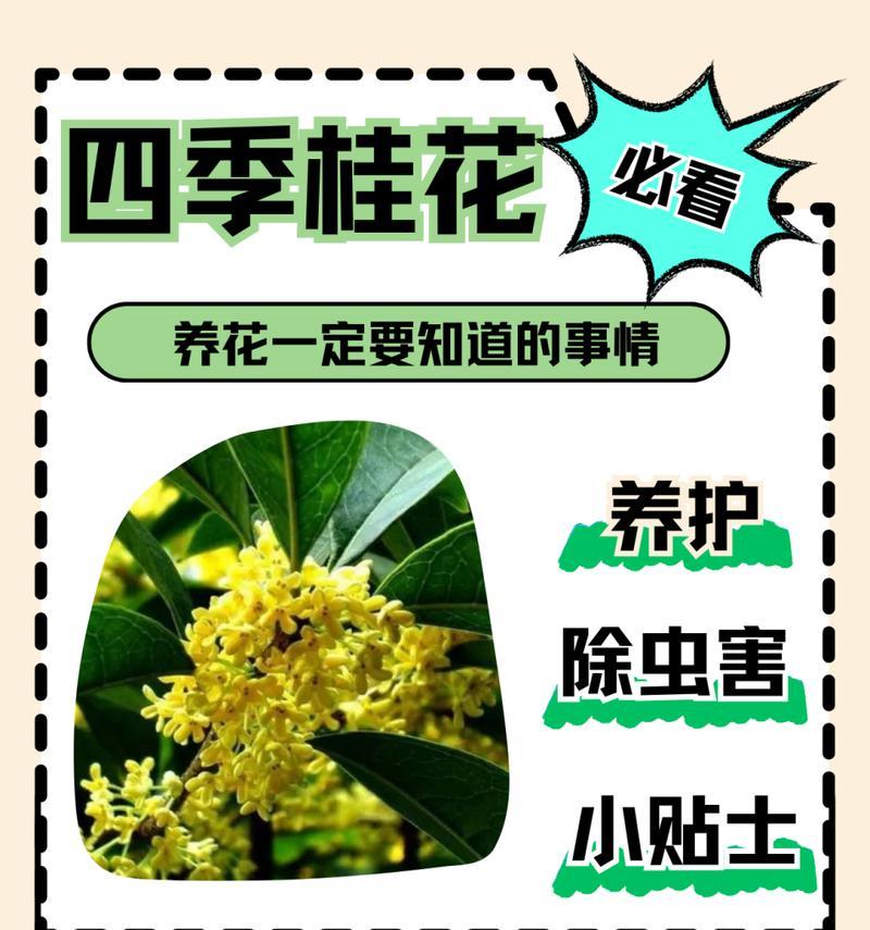 家庭养护指南（桂花养护的技巧和注意事项）-第2张图片-绿意生活