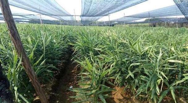生姜追肥的最佳肥料选择（生姜的生长发育与肥料选择）-第1张图片-绿意生活