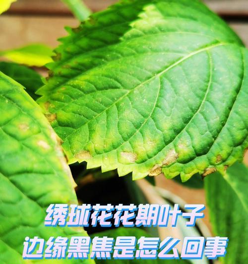 绣球花叶片发黄的原因及处理方法（探究绣球花叶片变黄的根本原因和实用的预防和治疗方法）-第1张图片-绿意生活