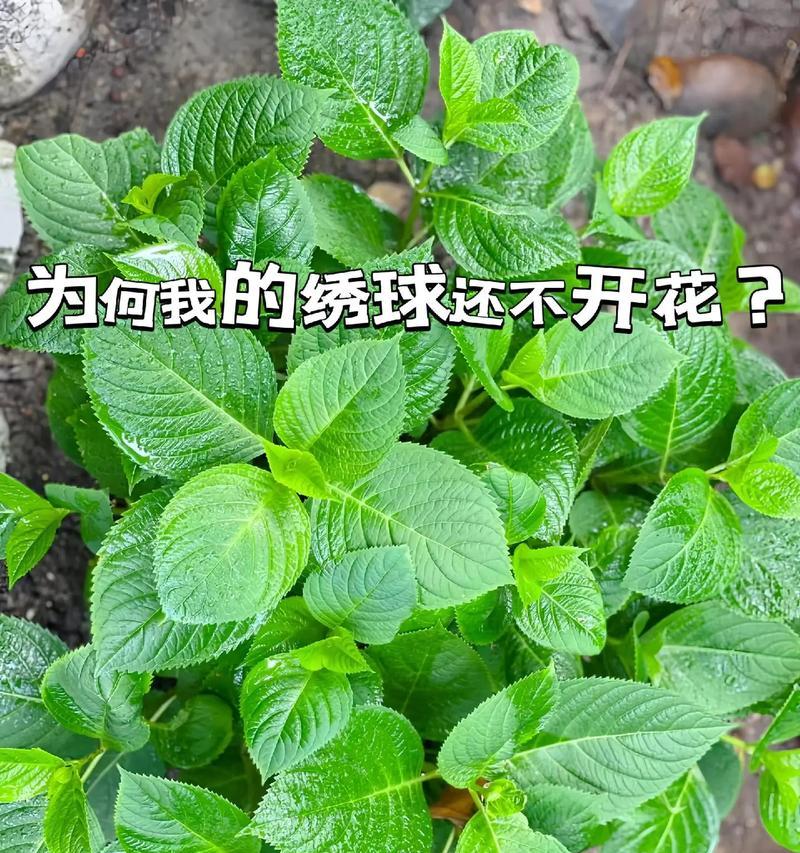 绣球花叶片发黄的原因及处理方法（探究绣球花叶片变黄的根本原因和实用的预防和治疗方法）-第2张图片-绿意生活