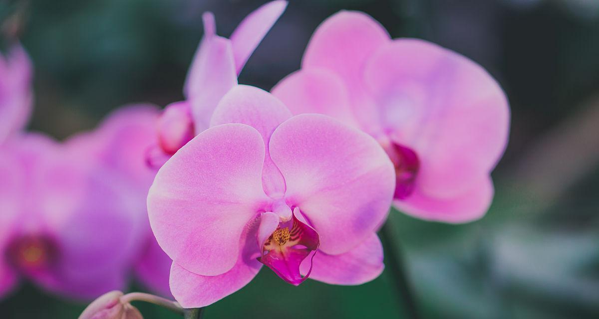 兰花是单子叶植物吗？——探究兰花的分类特征（兰花的形态特征、生物学特性、分类归属与演化历程）-第1张图片-绿意生活