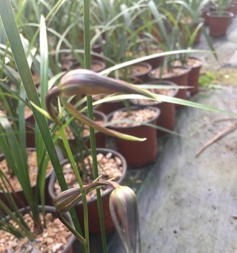 如何快速促进兰花开花（兰花开花的最佳方法）-第3张图片-绿意生活