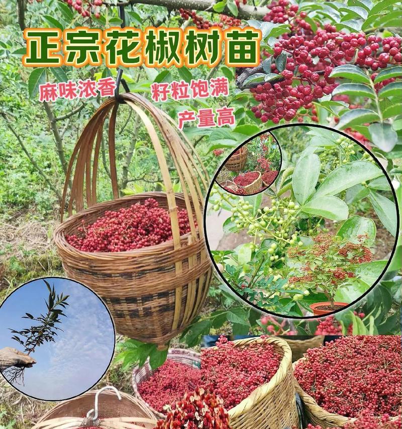 花椒树苗的最佳栽种时间（花椒树苗的特点、生长环境、栽种时间选择与注意事项）-第2张图片-绿意生活