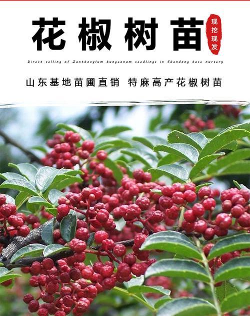 花椒树苗的最佳栽种时间（花椒树苗的特点、生长环境、栽种时间选择与注意事项）-第3张图片-绿意生活