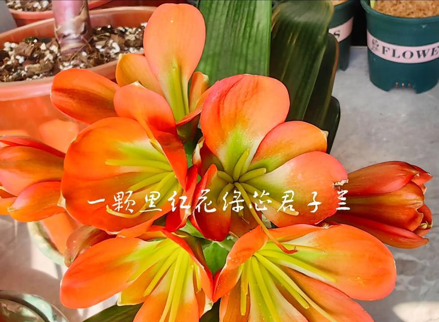 君子兰叶子变软的原因和处理方法（如何避免君子兰叶子变软？——从养护细节入手）-第3张图片-绿意生活