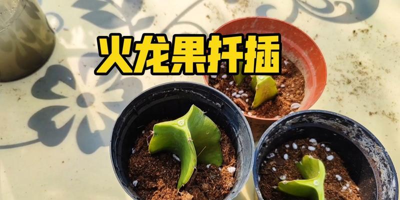 火龙果种植（选择合适大小的盆，让火龙果生长得更健康）-第2张图片-绿意生活