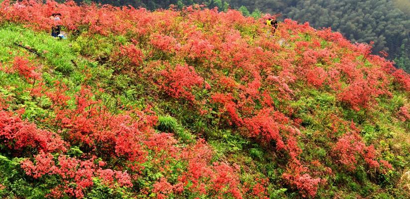 选择最佳品种打造美丽映山红园林（从色彩、花型、花期等方面考虑，如何选择最适合的映山红品种？）-第3张图片-绿意生活