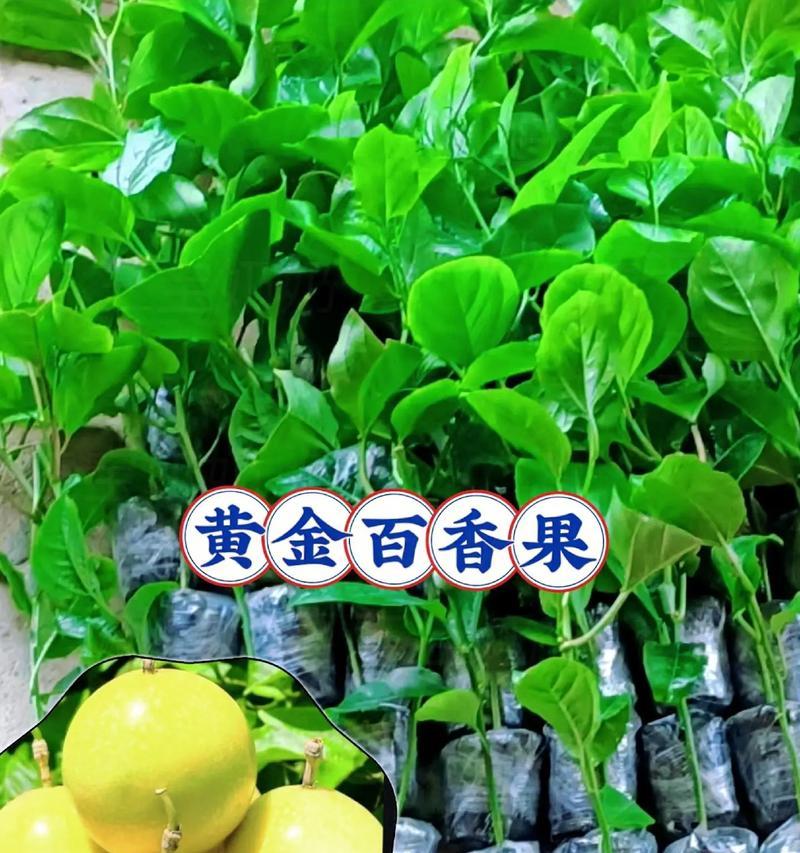 百香果（生长习性、栽培技巧及营养价值）-第2张图片-绿意生活