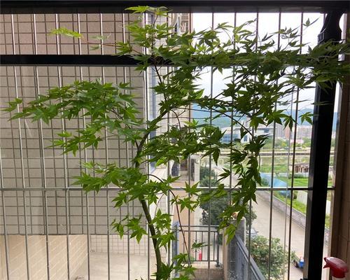 红枫树肥料的选择（如何选购适合红枫树的肥料）-第1张图片-绿意生活
