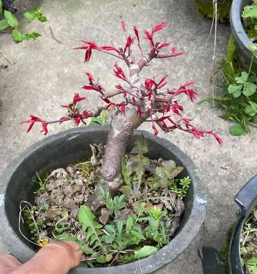 红枫树肥料的选择（如何选购适合红枫树的肥料）-第2张图片-绿意生活