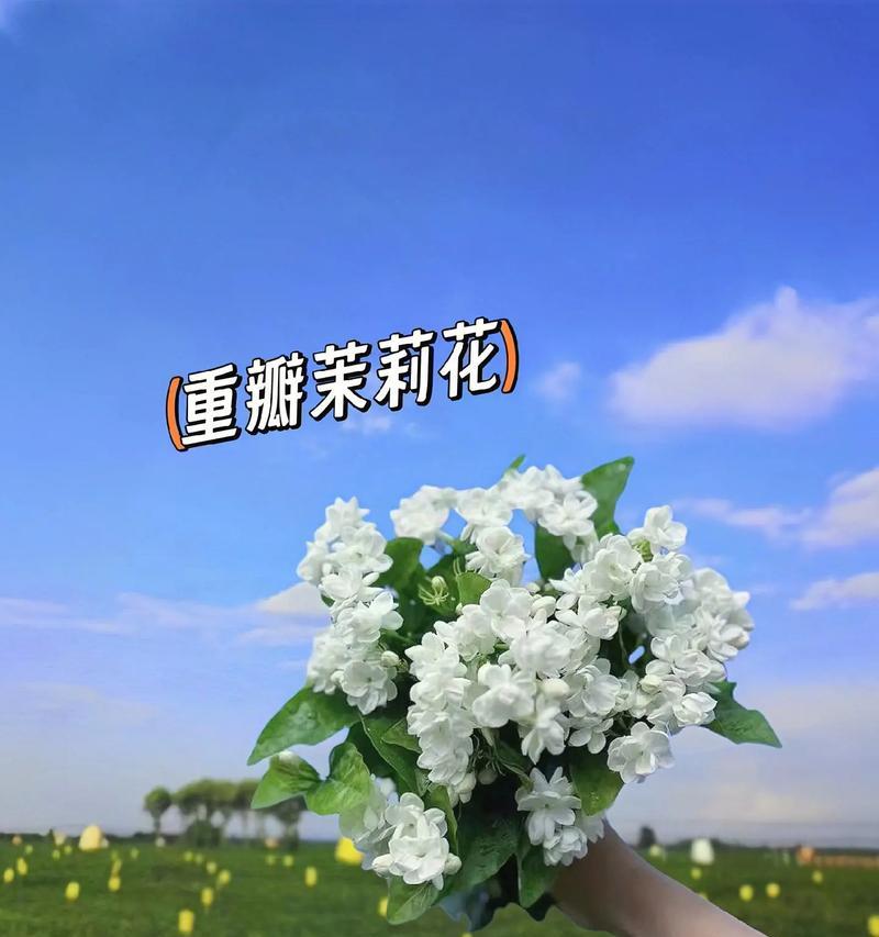 芳香盛放，这些花卉值得一见（梅花、茉莉、鸢尾……15种香气迷人的花卉）-第3张图片-绿意生活