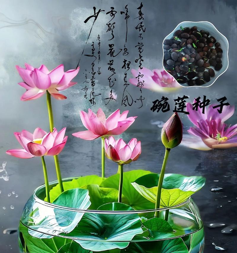 莲花种子种植详解（从选种到成花，打造美丽莲池）-第1张图片-绿意生活