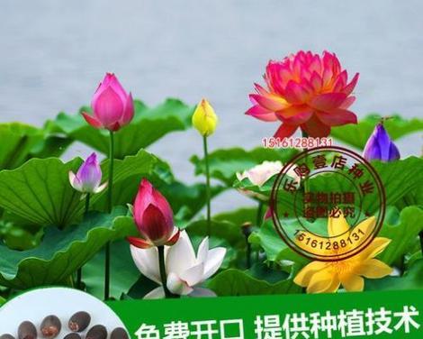 莲花种子种植详解（从选种到成花，打造美丽莲池）-第2张图片-绿意生活