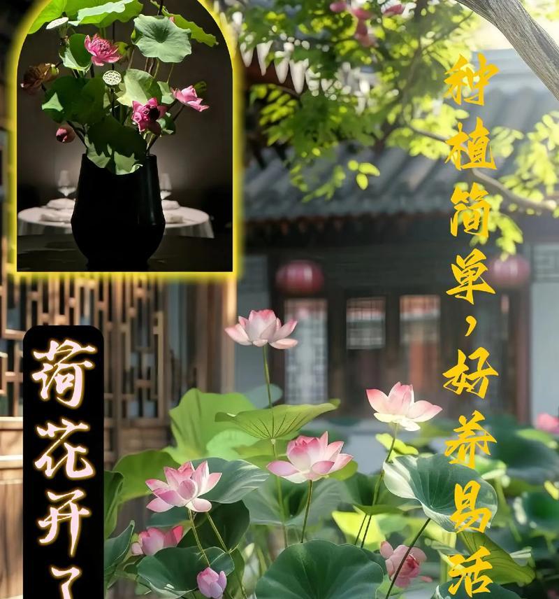 莲花种子种植详解（从选种到成花，打造美丽莲池）-第3张图片-绿意生活