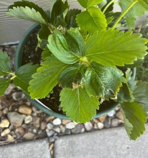 草莓——被子植物的代表-第2张图片-绿意生活