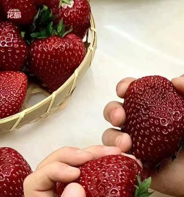 草莓——被子植物的代表-第1张图片-绿意生活