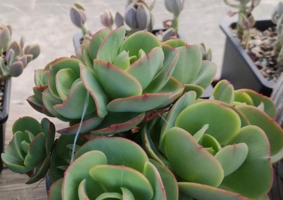 多肉绮罗的养殖方法和注意事项（打造一盆漂亮的多肉绮罗）-第3张图片-绿意生活