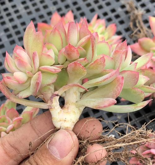 多肉绮罗的养殖方法和注意事项（打造一盆漂亮的多肉绮罗）-第2张图片-绿意生活