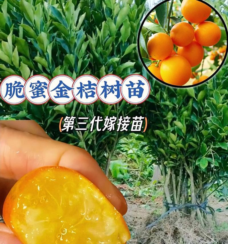 了解金桔的生长环境及特点（探究金桔的生存秘密）-第1张图片-绿意生活