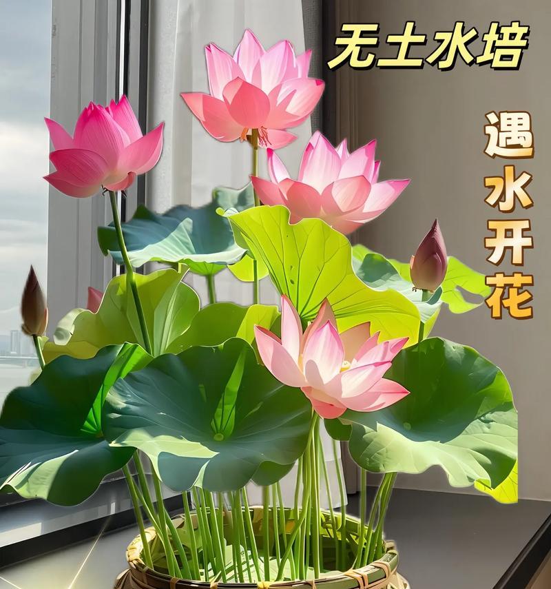 家里为什么不能养碗莲？（了解碗莲的毒性及影响）-第1张图片-绿意生活