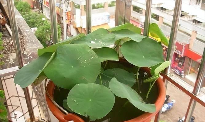家里为什么不能养碗莲？（了解碗莲的毒性及影响）-第3张图片-绿意生活