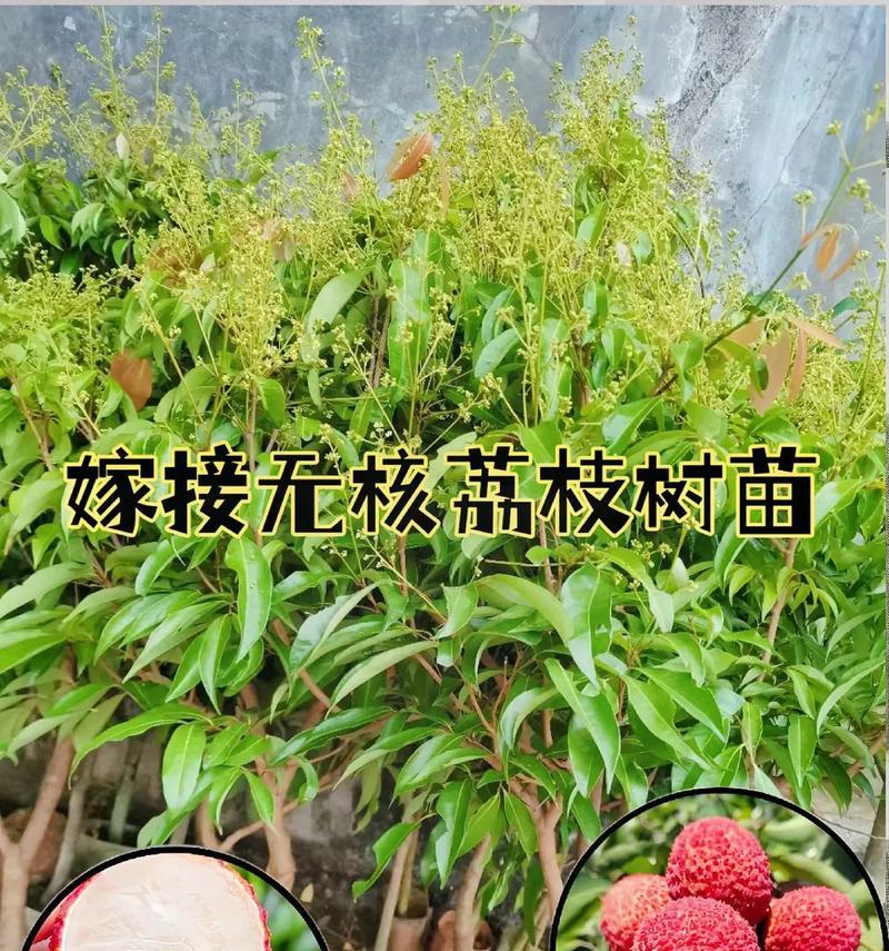 湖南适合种荔枝树吗？（荔枝树生长条件及栽培技巧）-第2张图片-绿意生活