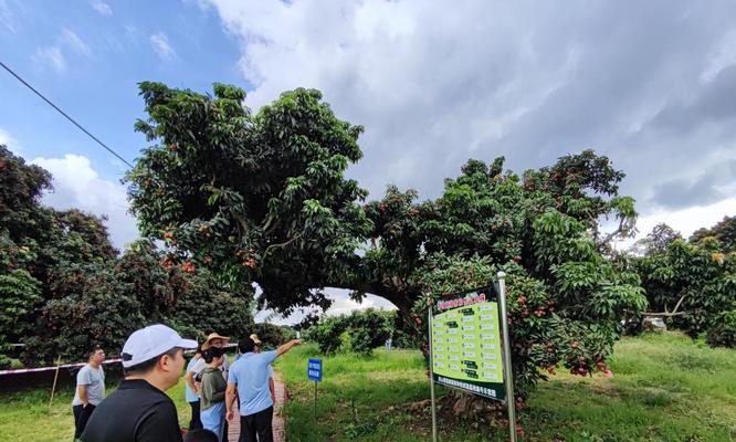 湖南适合种荔枝树吗？（荔枝树生长条件及栽培技巧）-第3张图片-绿意生活