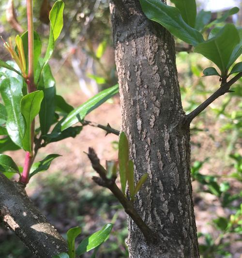 春天发芽的树——新生的希望-第3张图片-绿意生活