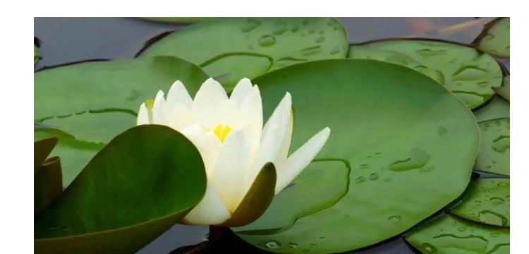 探寻白莲花的象征意义（从佛教到文化的多重意义解析）-第1张图片-绿意生活