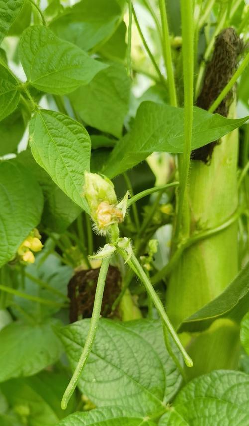 红小豆的种植时间和方法（让你轻松掌握红小豆种植技巧）-第3张图片-绿意生活