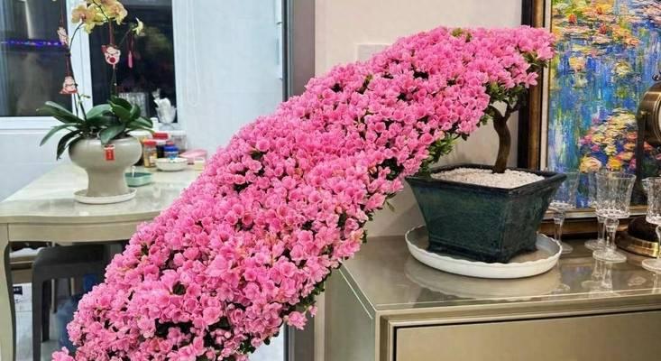 放杜鹃花在卧室是否有益？（探讨杜鹃花对卧室环境及身体的影响）-第3张图片-绿意生活