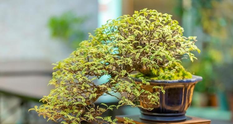 金枝玉叶花的养殖方法和注意事项（打造美丽花园的秘密）-第3张图片-绿意生活