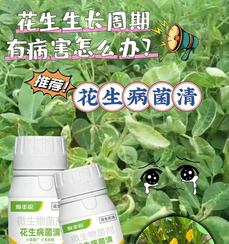 花生的生长条件和特性（探究花生的种植技巧和生理特点，以助于高产高质）-第3张图片-绿意生活