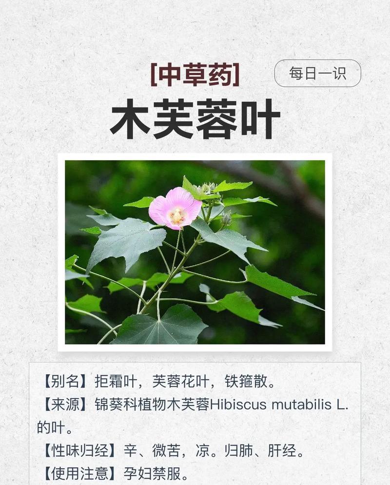 木芙蓉花的食用价值与注意事项（了解木芙蓉花的营养成分，正确食用对身体的好处）-第1张图片-绿意生活