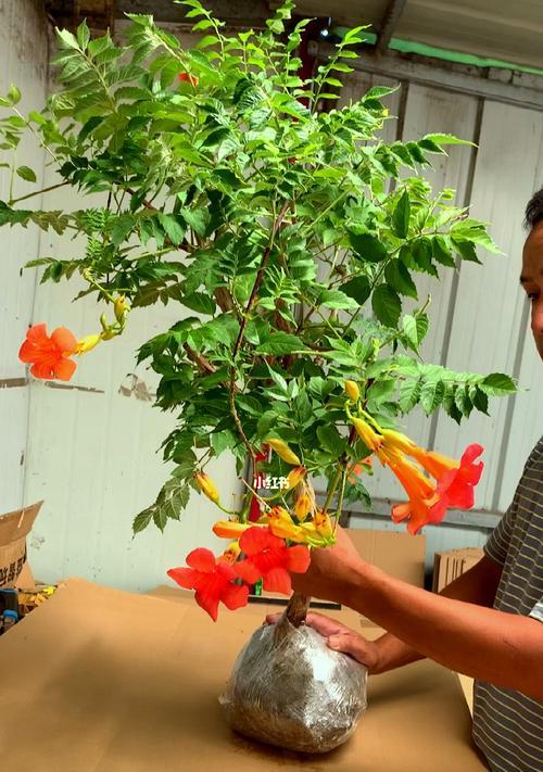 如何选择适合的盆栽容器栽培凌霄花？（选择合适的盆栽容器，让凌霄花健康成长）-第1张图片-绿意生活