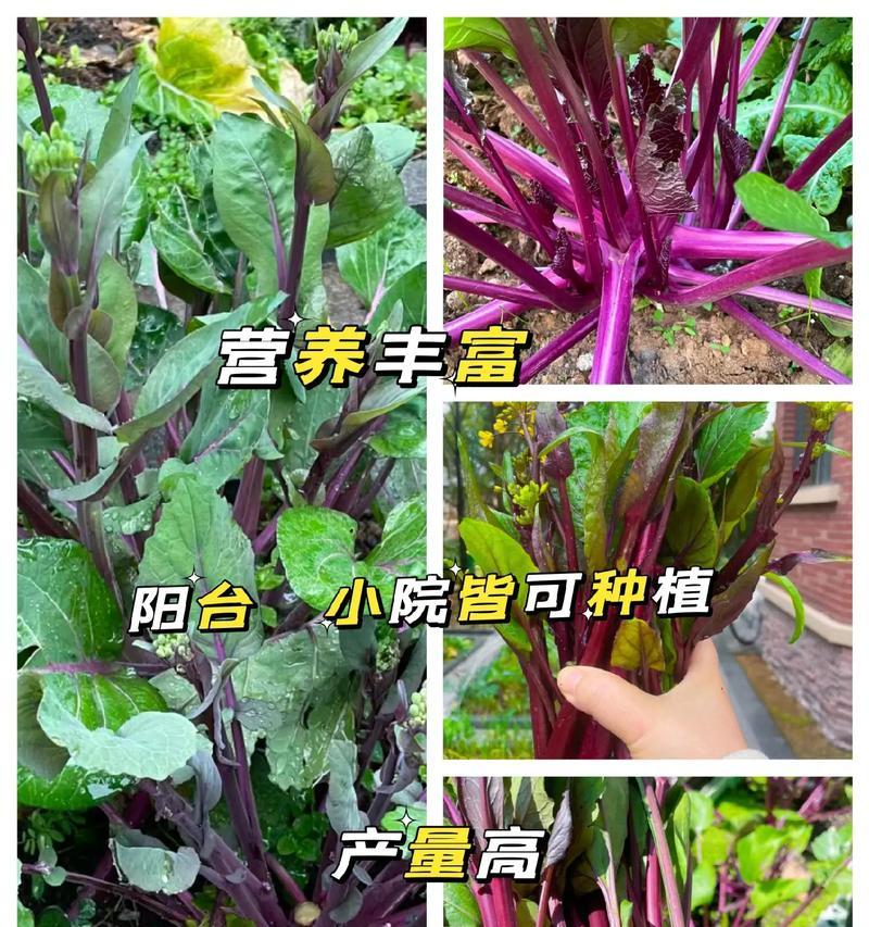 种植红菜苔的最佳月份及注意事项（从选址到施肥，全面了解红菜苔种植技巧）-第2张图片-绿意生活